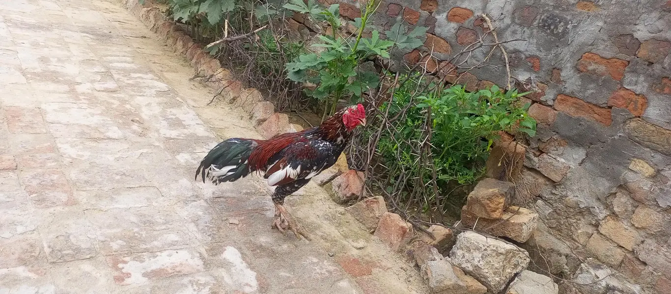 Aseel Chena Breeder for Sale — photo 2