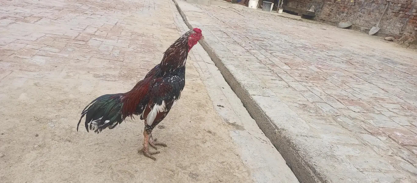 Aseel Chena Breeder for Sale — photo 4