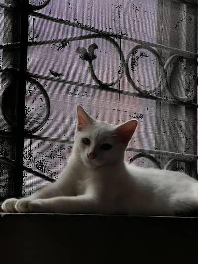 Single coat female Persian kitten