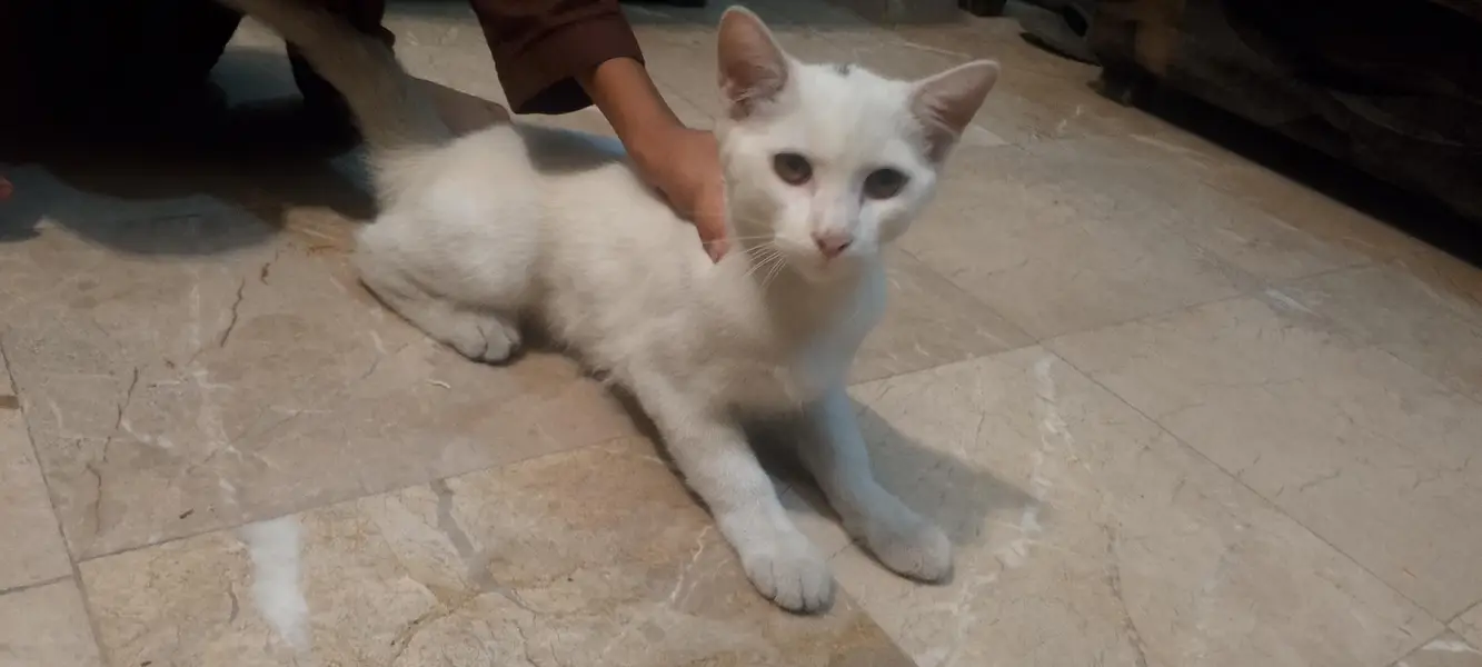 Single coat female Persian kitten — photo 2