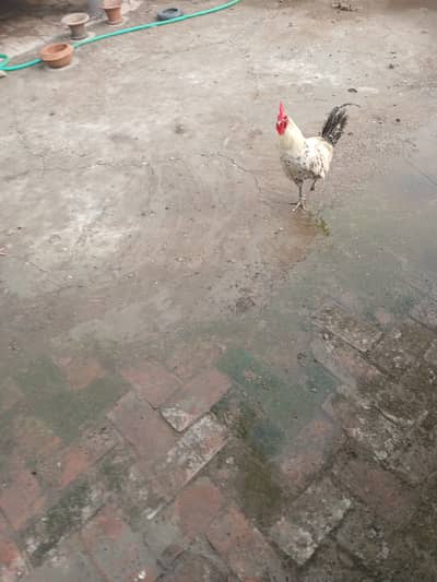 Ande wali murgia