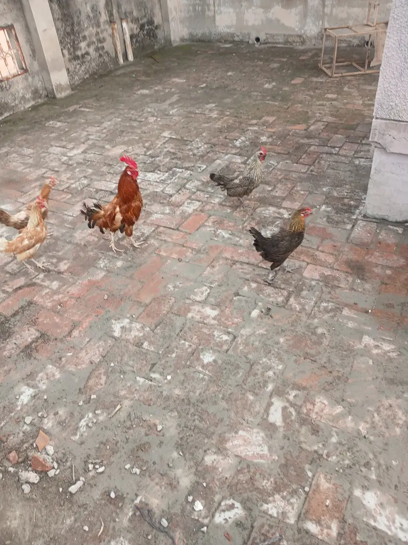 Ande wali murgia — photo 2