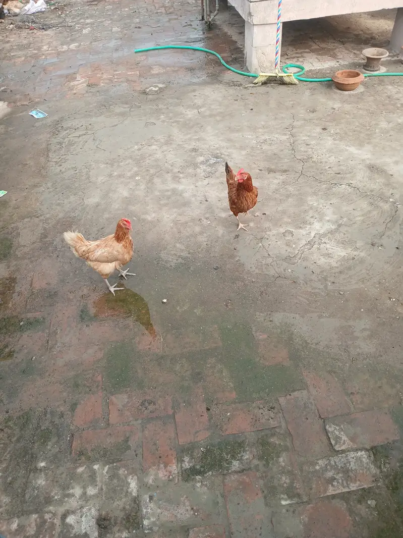 Ande wali murgia — photo 3