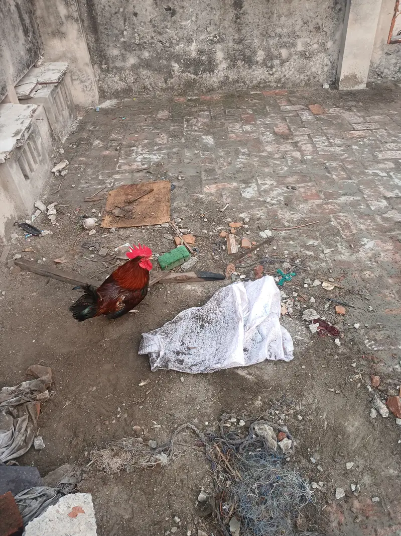 Ande wali murgia — photo 6