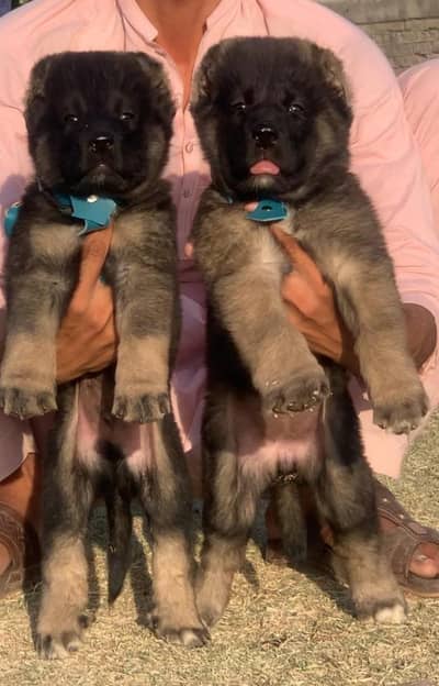 Pure Kurdish kangal dabal hadi Havey bone structure for sale security