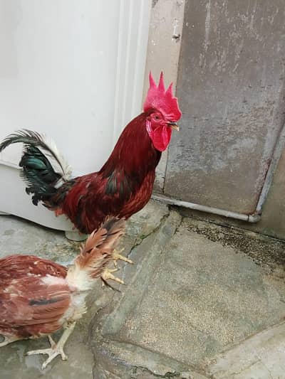 Home Raised Egg-Laying Hens with Rooster for Sale