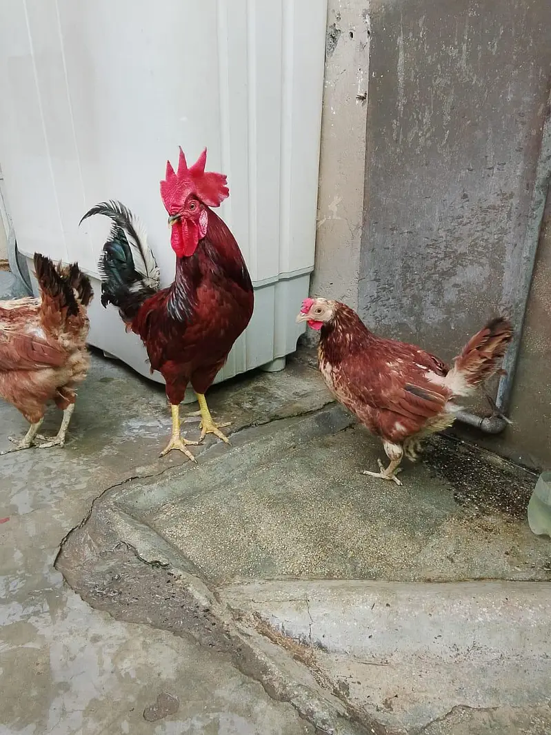 Home Raised Egg-Laying Hens with Rooster for Sale — photo 2