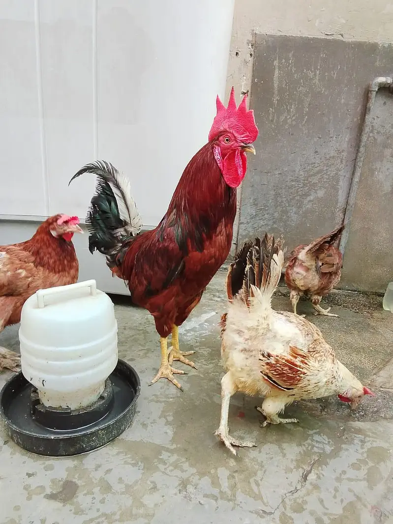 Home Raised Egg-Laying Hens with Rooster for Sale — photo 3