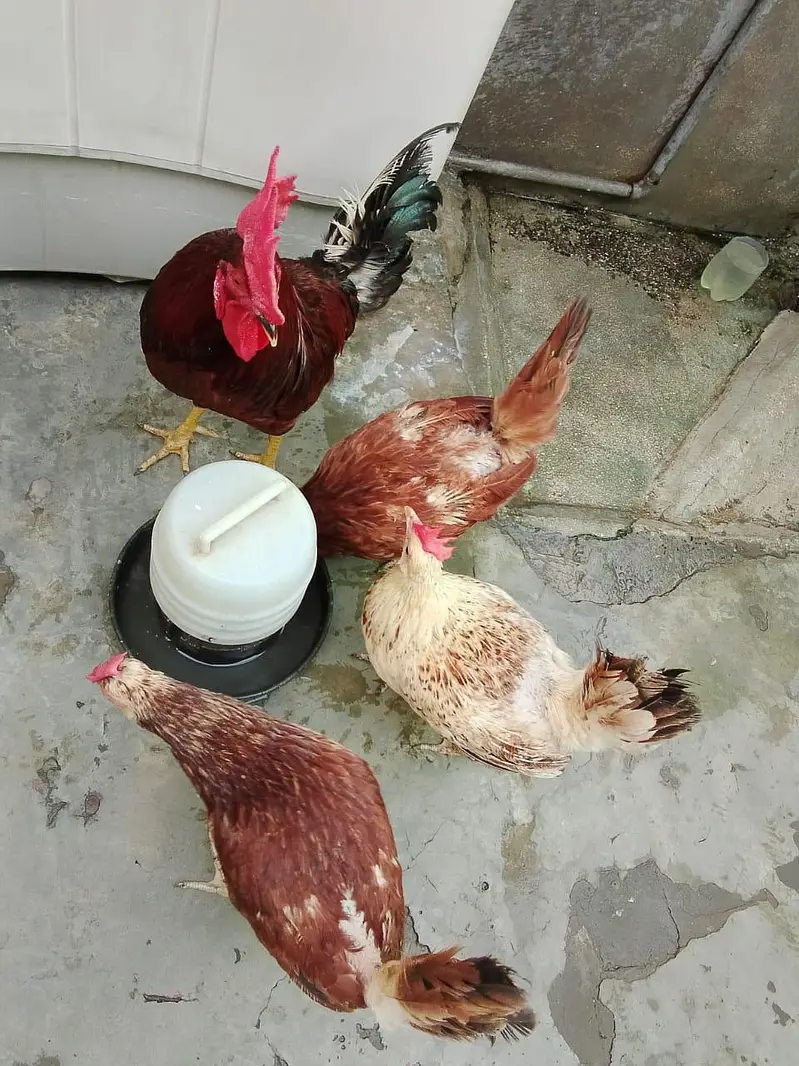 Home Raised Egg-Laying Hens with Rooster for Sale — photo 4