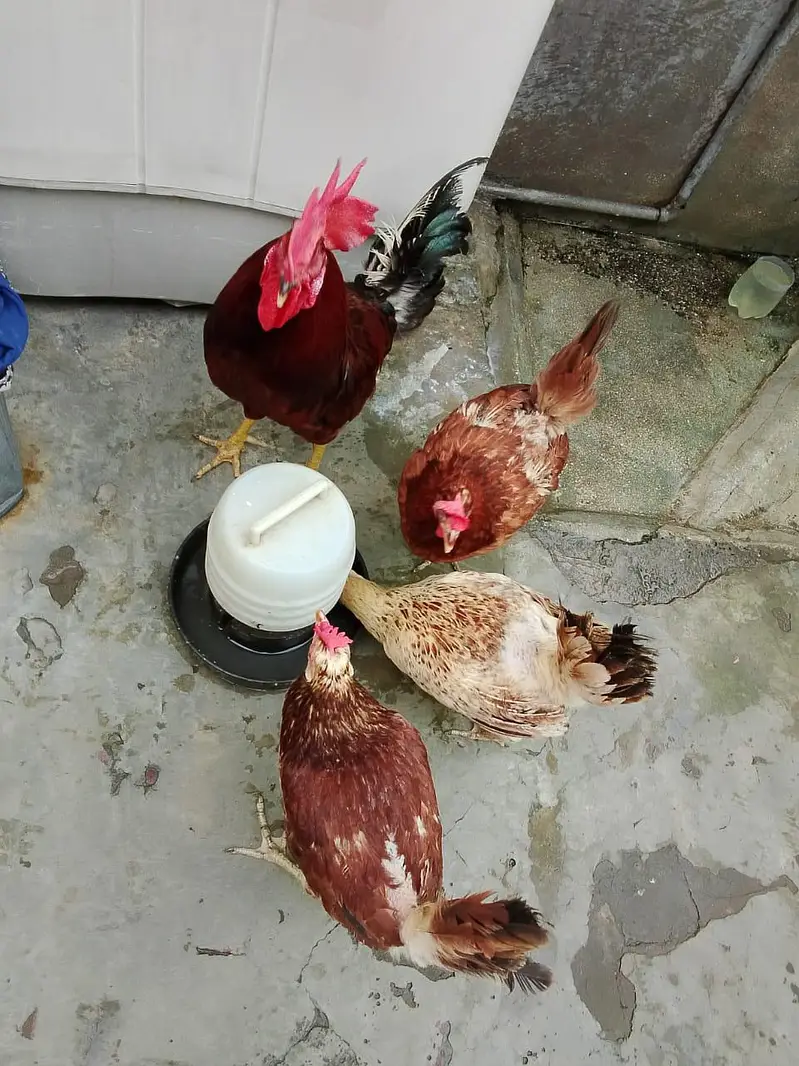 Home Raised Egg-Laying Hens with Rooster for Sale — photo 5