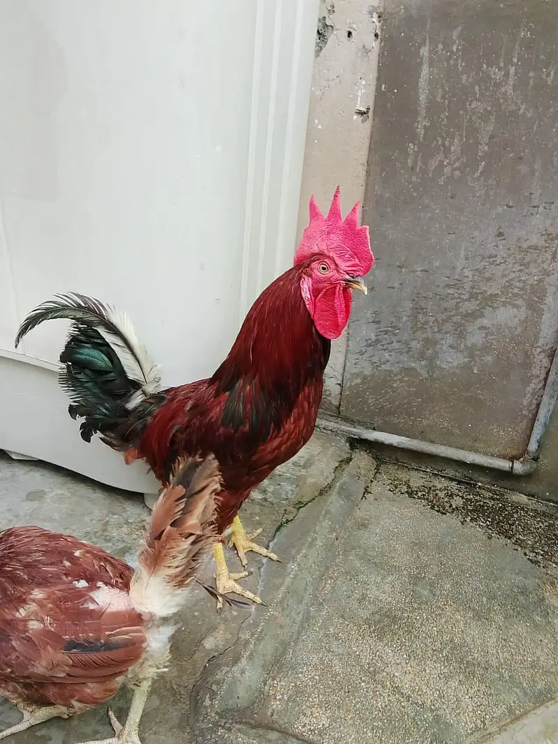 Home Raised Egg-Laying Hens with Rooster for Sale — photo 6