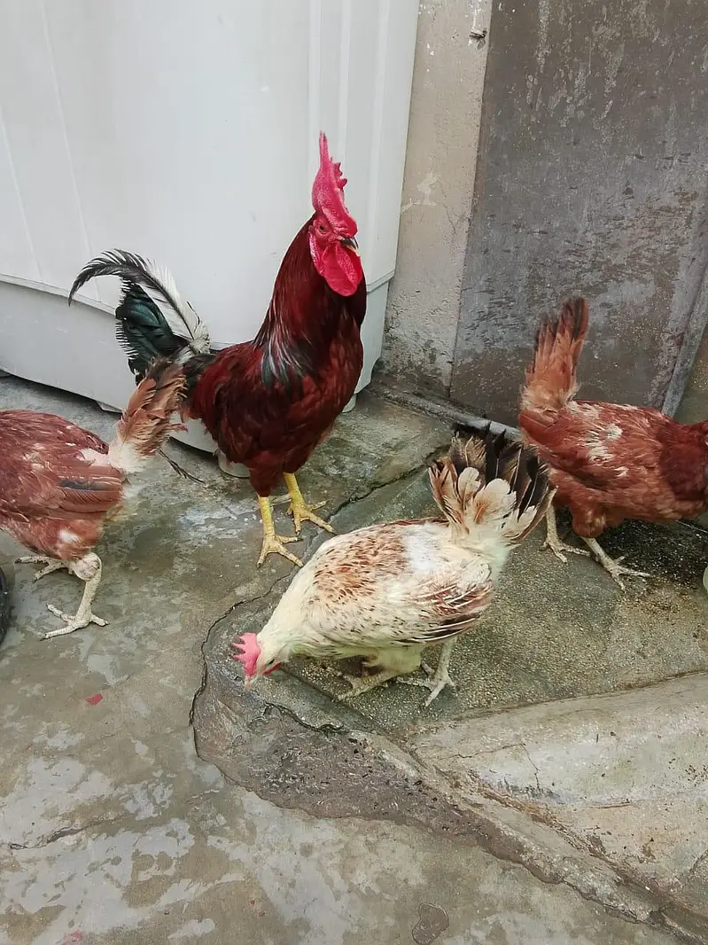 Home Raised Egg-Laying Hens with Rooster for Sale — photo 7