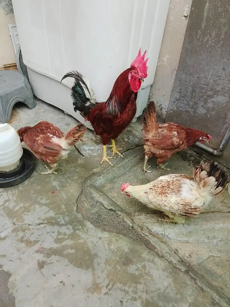 Home Raised Egg-Laying Hens with Rooster for Sale — photo 9