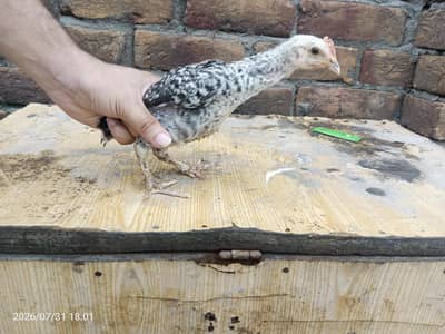 200 chicks golden misri