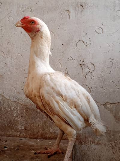 Hera female for sale. . .