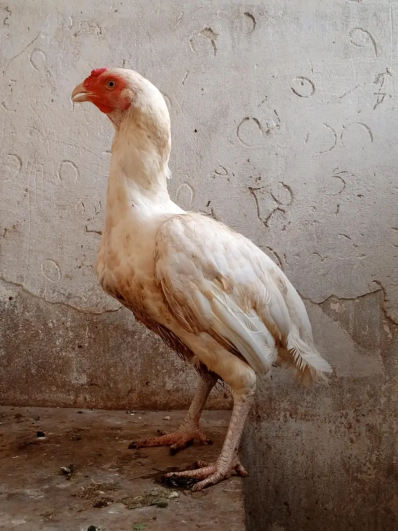 Hera female for sale. . . — photo 2