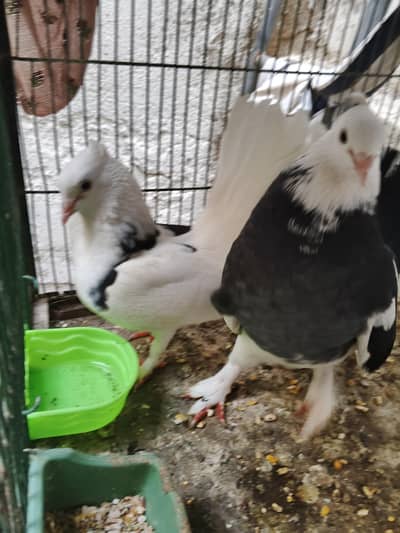 Fancy piegon for sale
