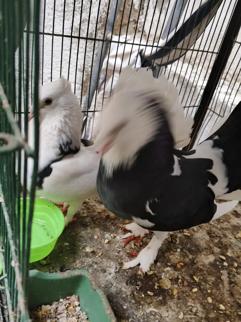 Fancy piegon for sale — photo 2
