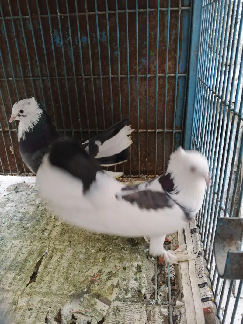 Fancy piegon for sale — photo 3