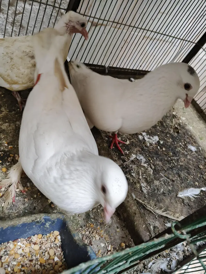Fancy piegon for sale — photo 4