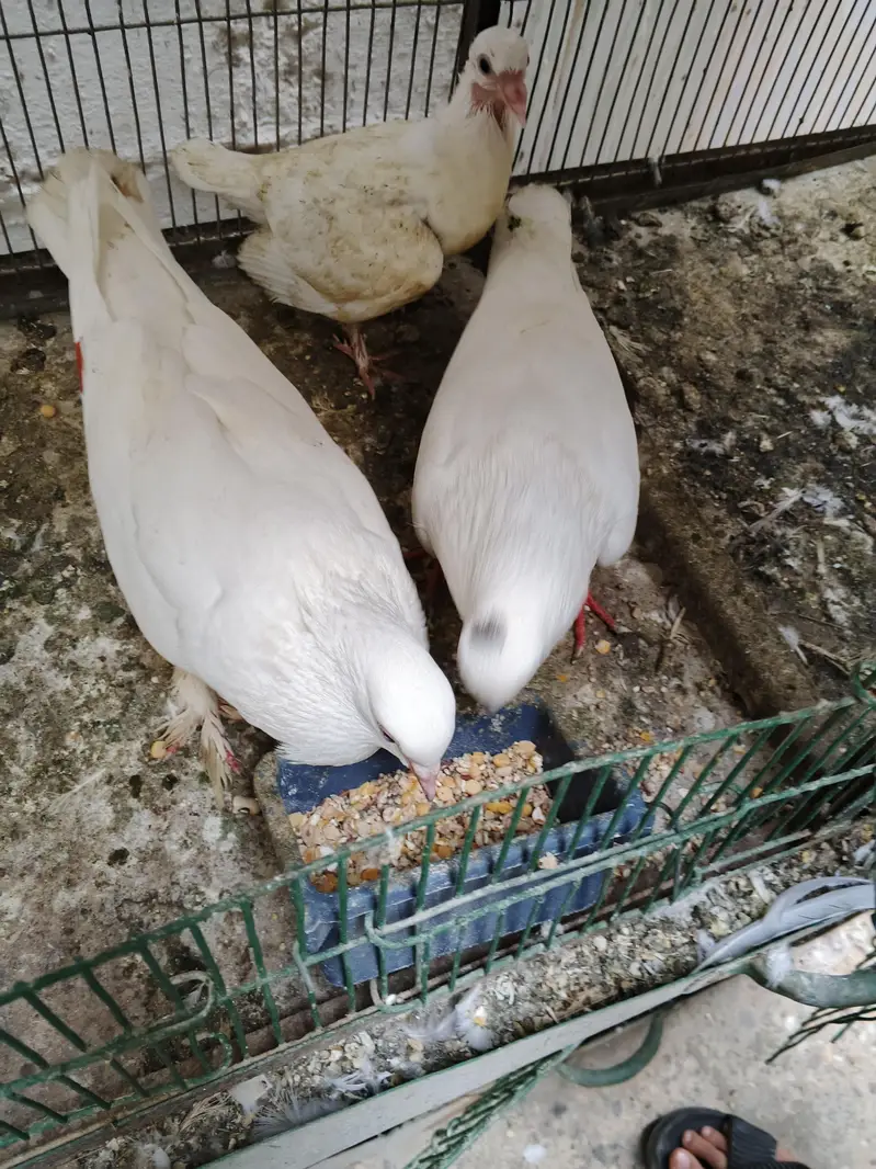 Fancy piegon for sale — photo 5