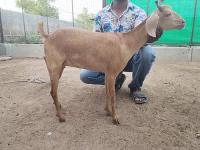 2 dant Hyderabadi bakri available