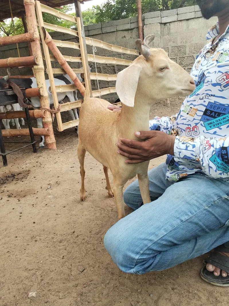 2 dant Hyderabadi bakri available — photo 2