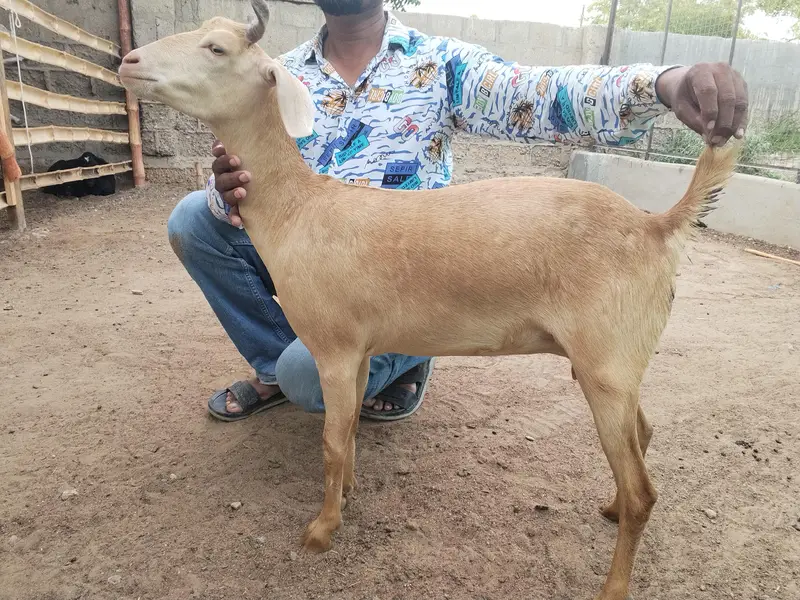2 dant Hyderabadi bakri available — photo 3