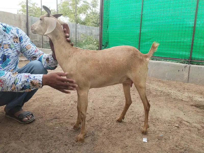 2 dant Hyderabadi bakri available — photo 4