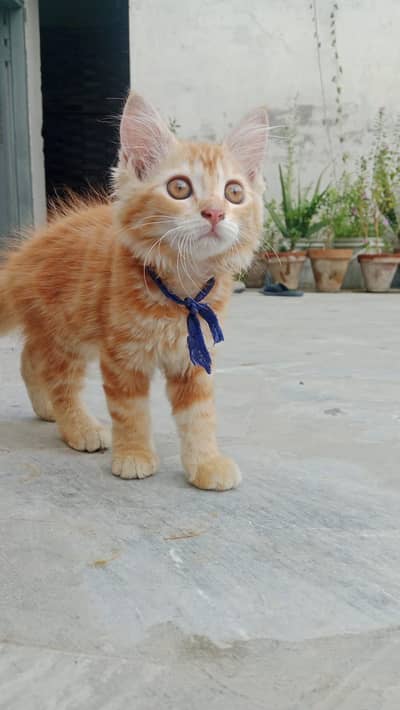 Persion Kittens / Kittens / Double coat kitten / Persion cats