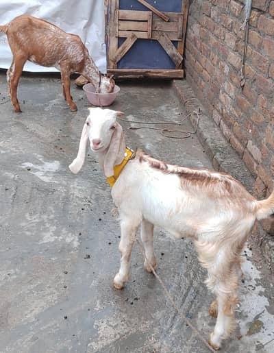 Teddy Maki Chini Colour Bakri And White Brown Bakra