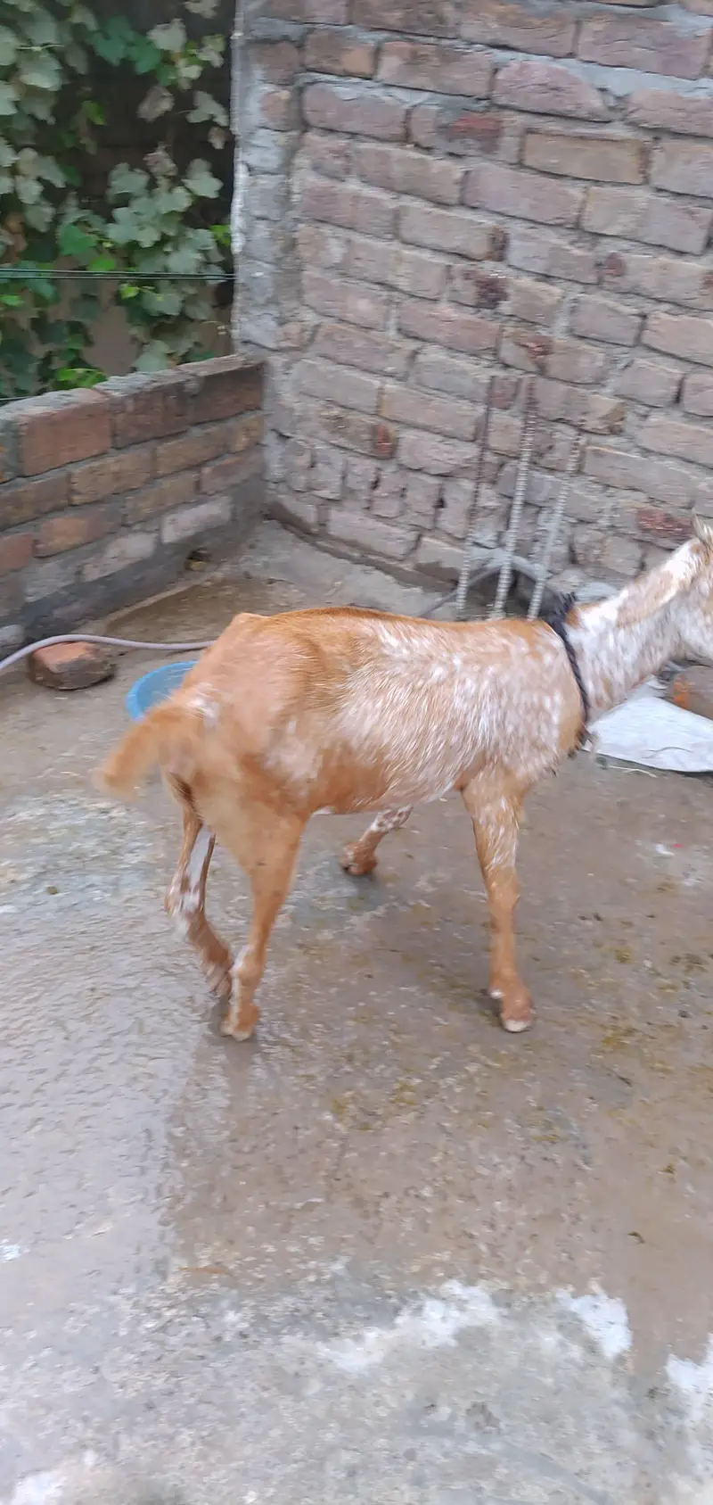 Teddy Maki Chini Colour Bakri And White Brown Bakra — photo 2