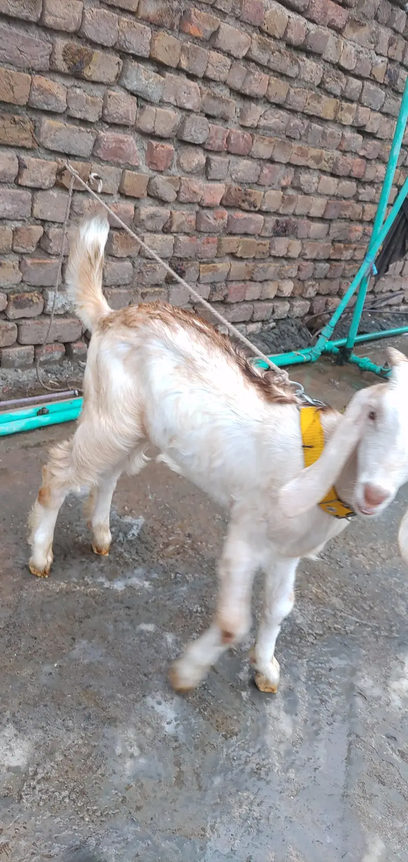 Teddy Maki Chini Colour Bakri And White Brown Bakra — photo 3