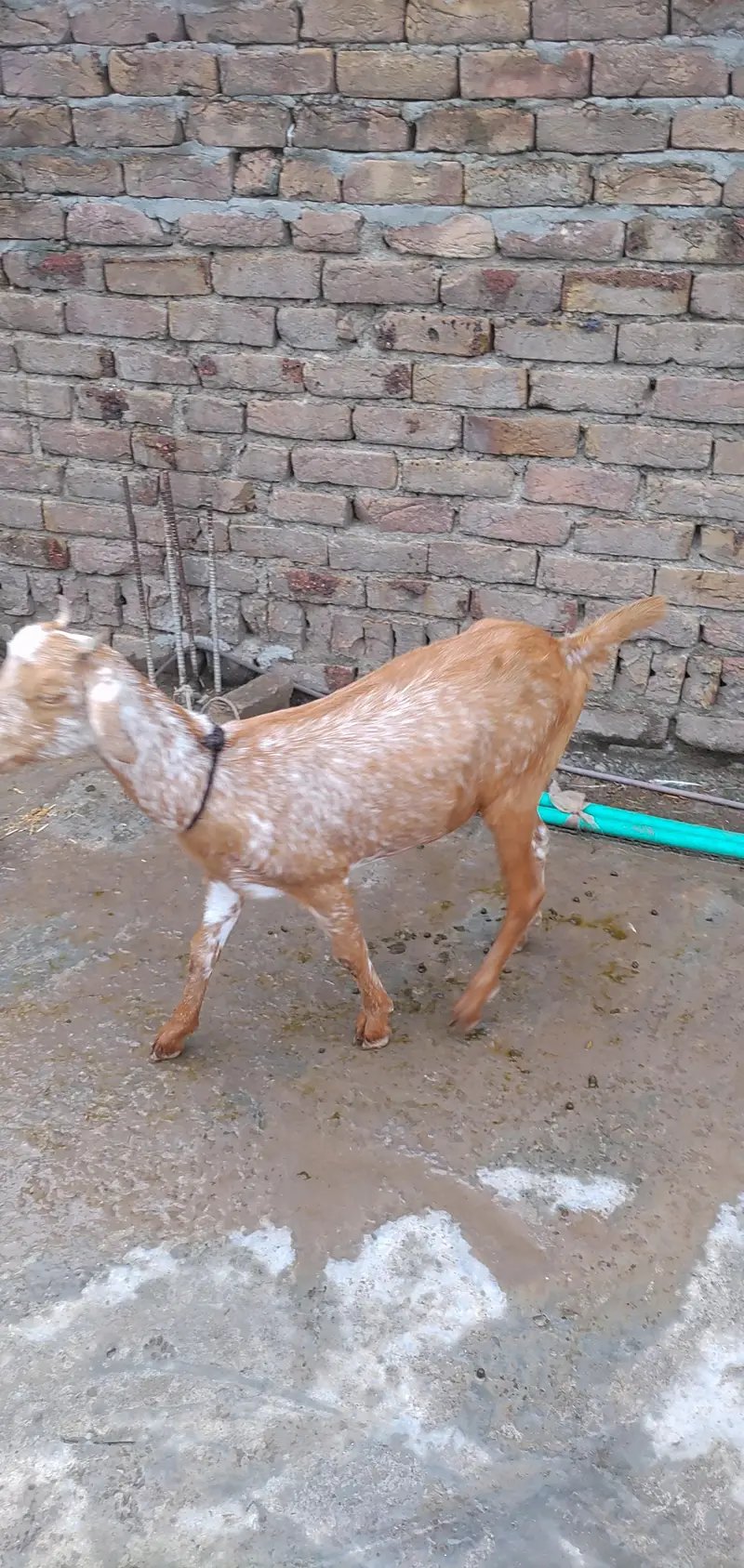 Teddy Maki Chini Colour Bakri And White Brown Bakra — photo 4