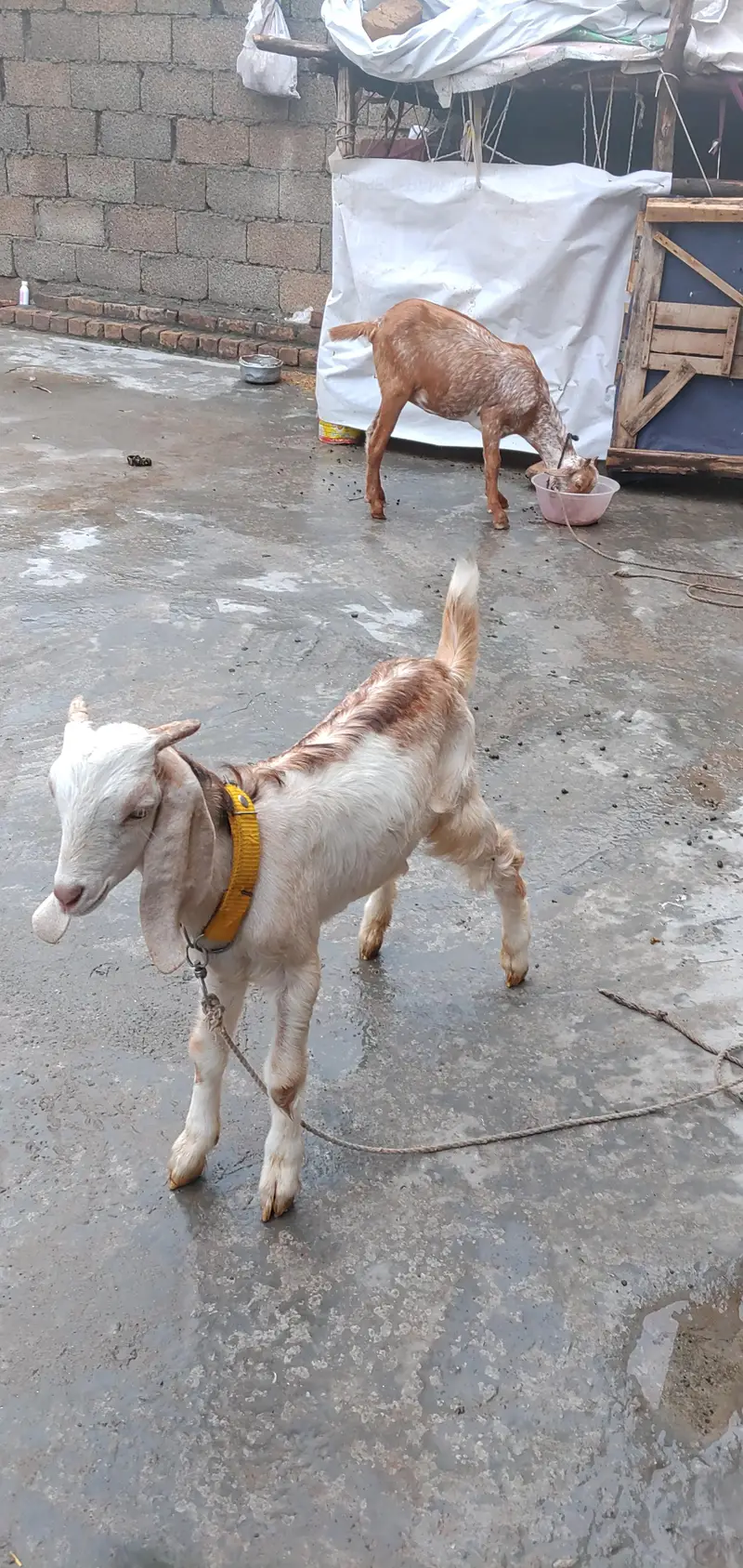 Teddy Maki Chini Colour Bakri And White Brown Bakra — photo 5