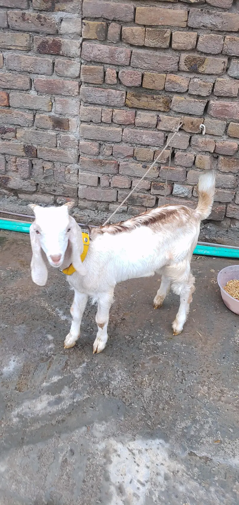 Teddy Maki Chini Colour Bakri And White Brown Bakra — photo 6