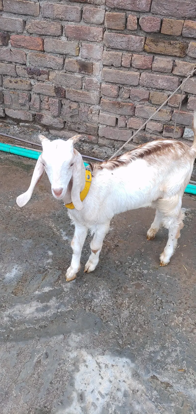 Teddy Maki Chini Colour Bakri And White Brown Bakra — photo 7