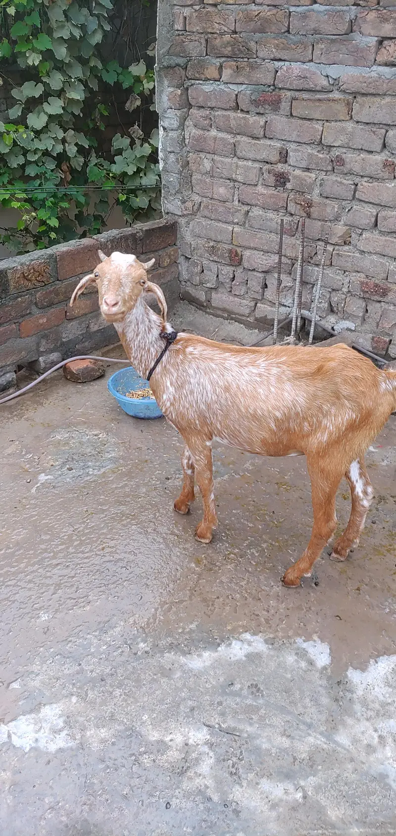 Teddy Maki Chini Colour Bakri And White Brown Bakra — photo 8