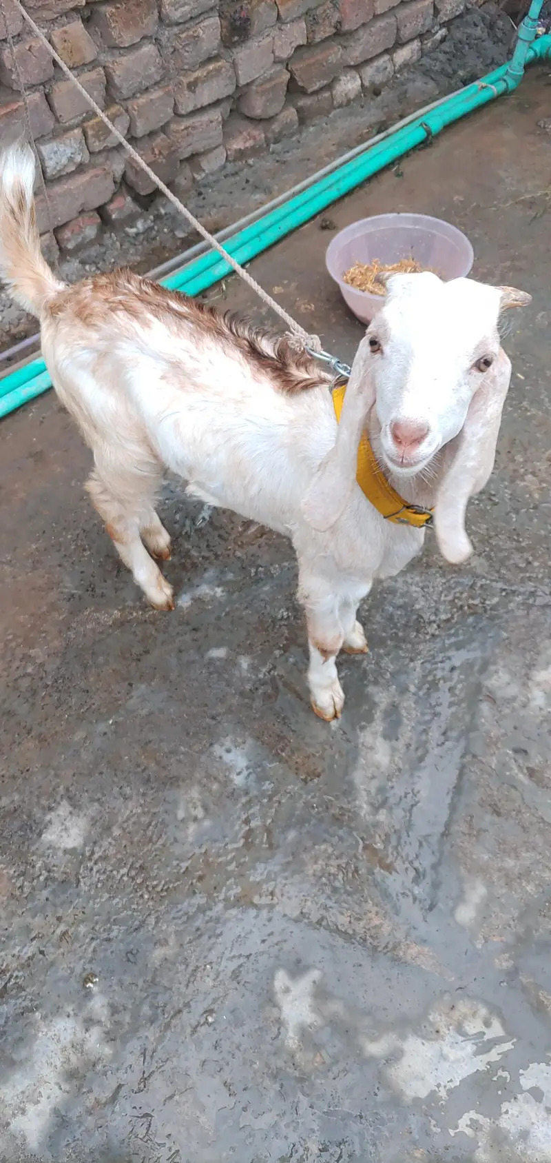 Teddy Maki Chini Colour Bakri And White Brown Bakra — photo 9