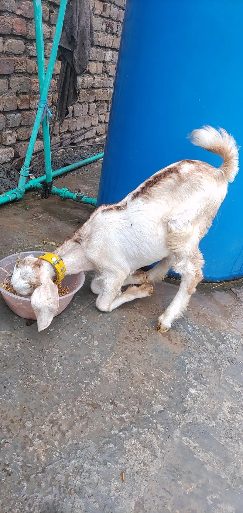 Teddy Maki Chini Colour Bakri And White Brown Bakra — photo 10