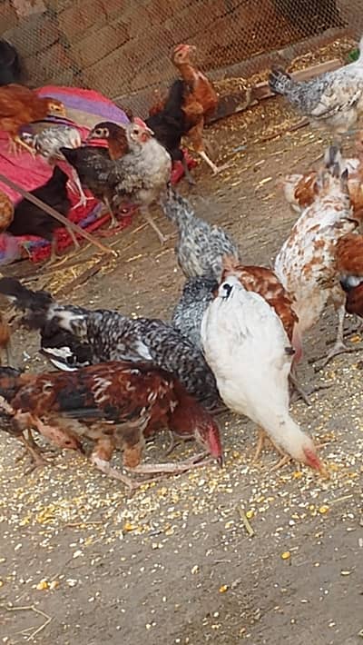 Healthy 85-day-old egg hens available for sale.
