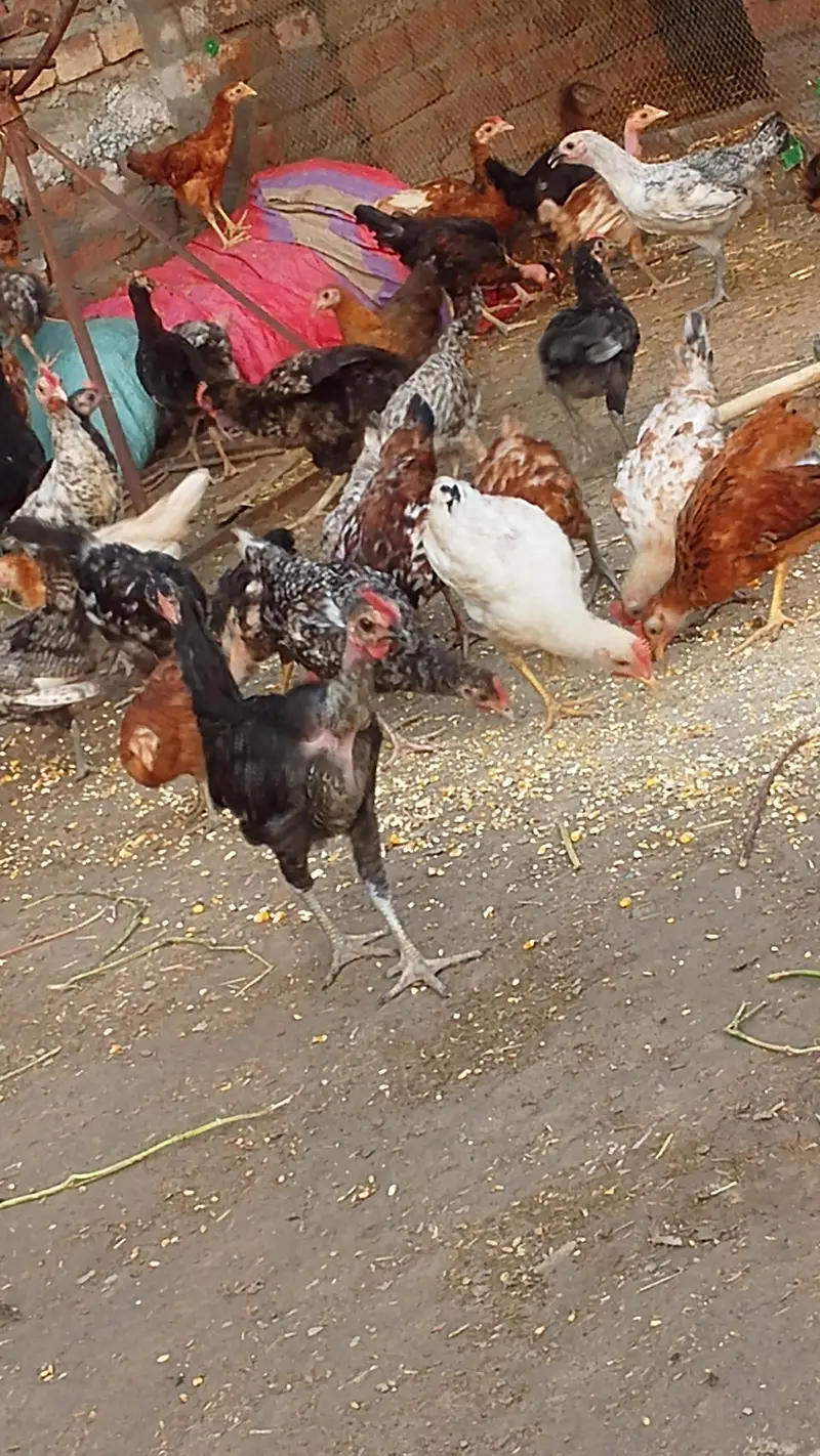 Healthy 85-day-old egg hens available for sale. — photo 2