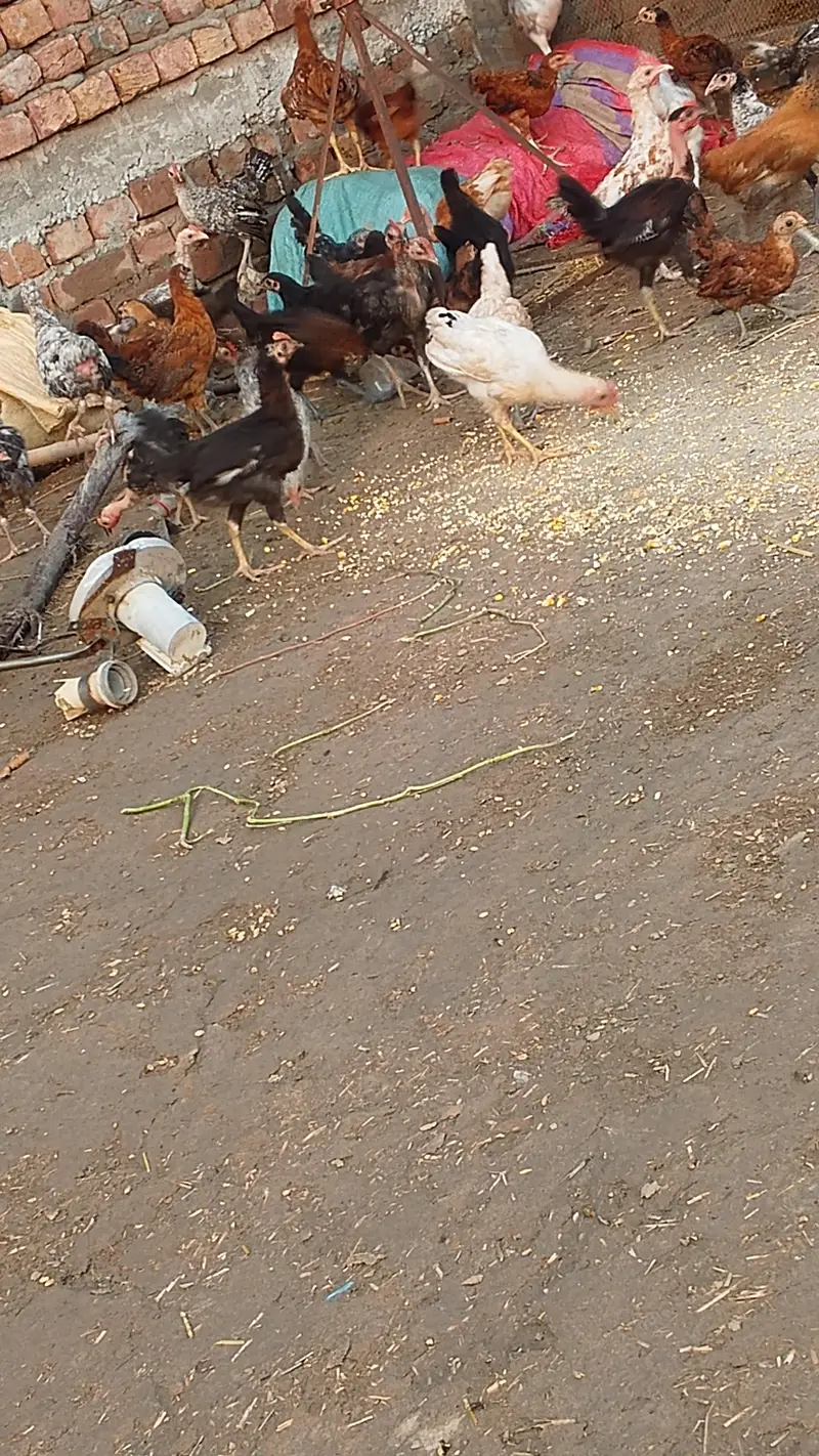 Healthy 85-day-old egg hens available for sale. — photo 3