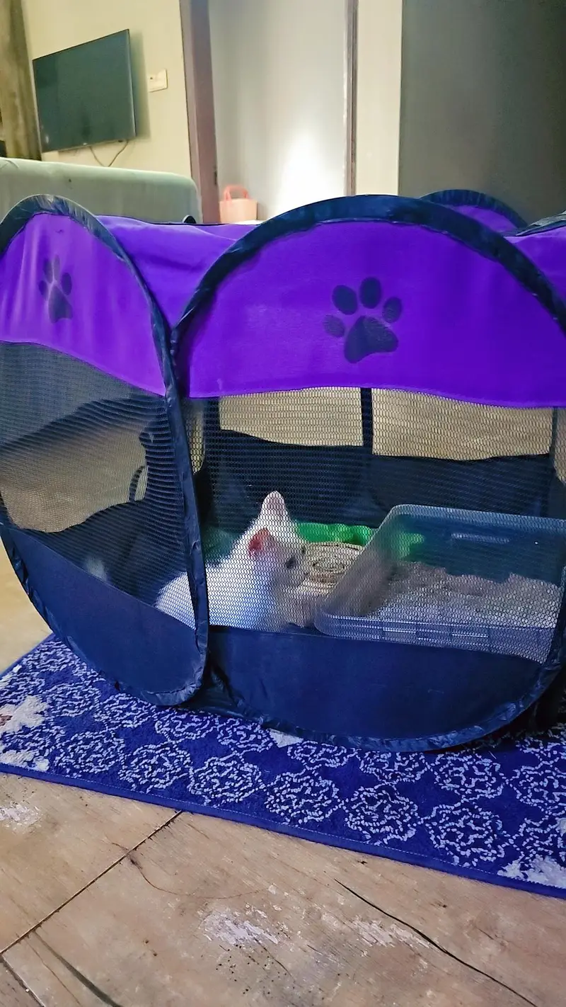 Persion Kitten White Colour — photo 2