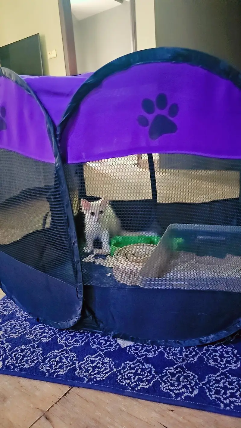 Persion Kitten White Colour — photo 3