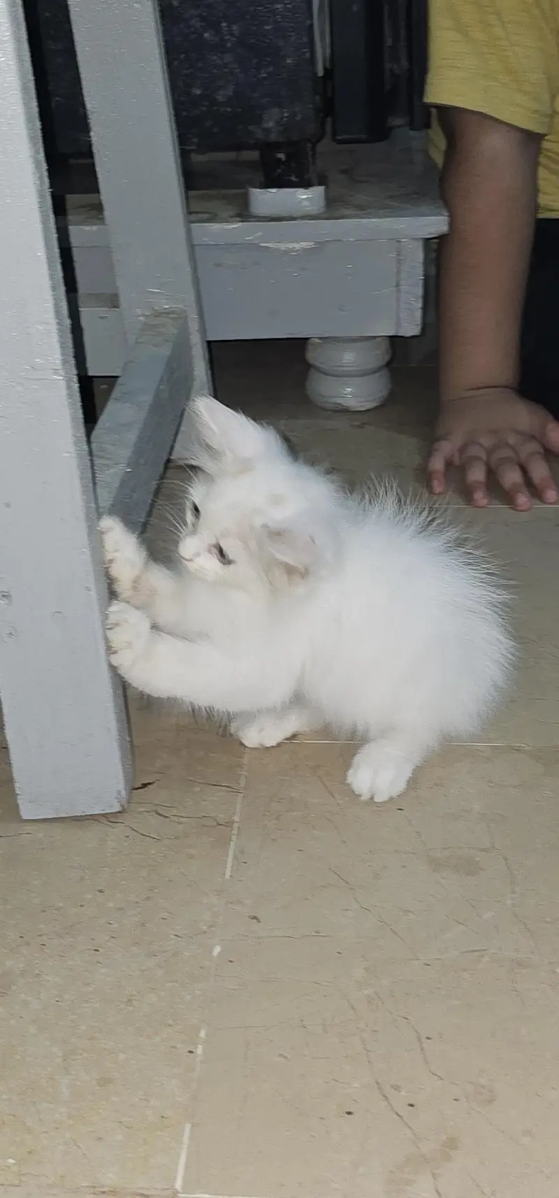 Persion Kitten White Colour — photo 5