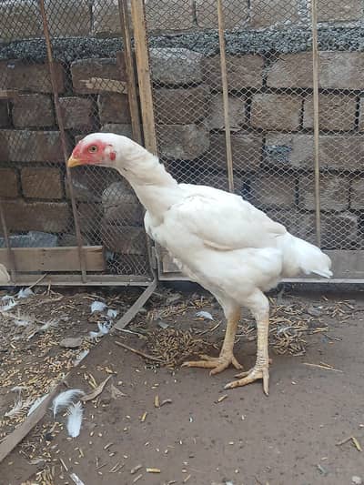 Aseel female for sale 5 pieces 03419129910