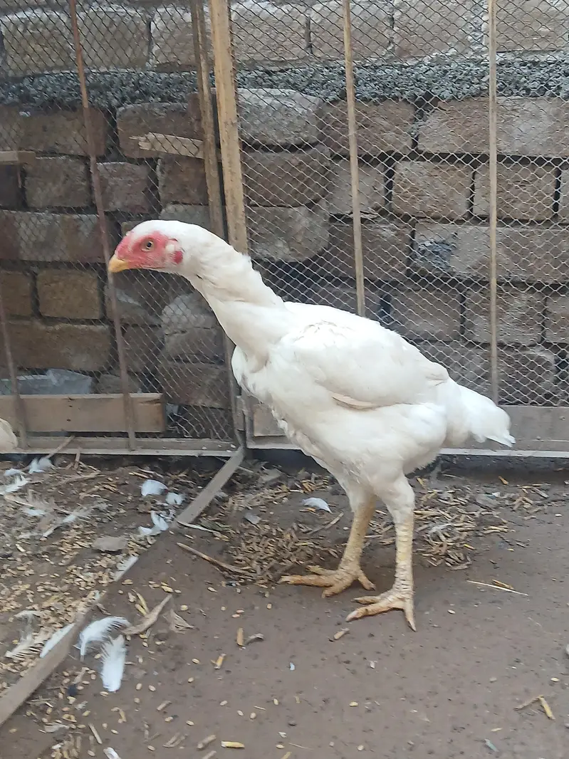 Aseel female for sale 5 pieces 03419129910 — photo 2