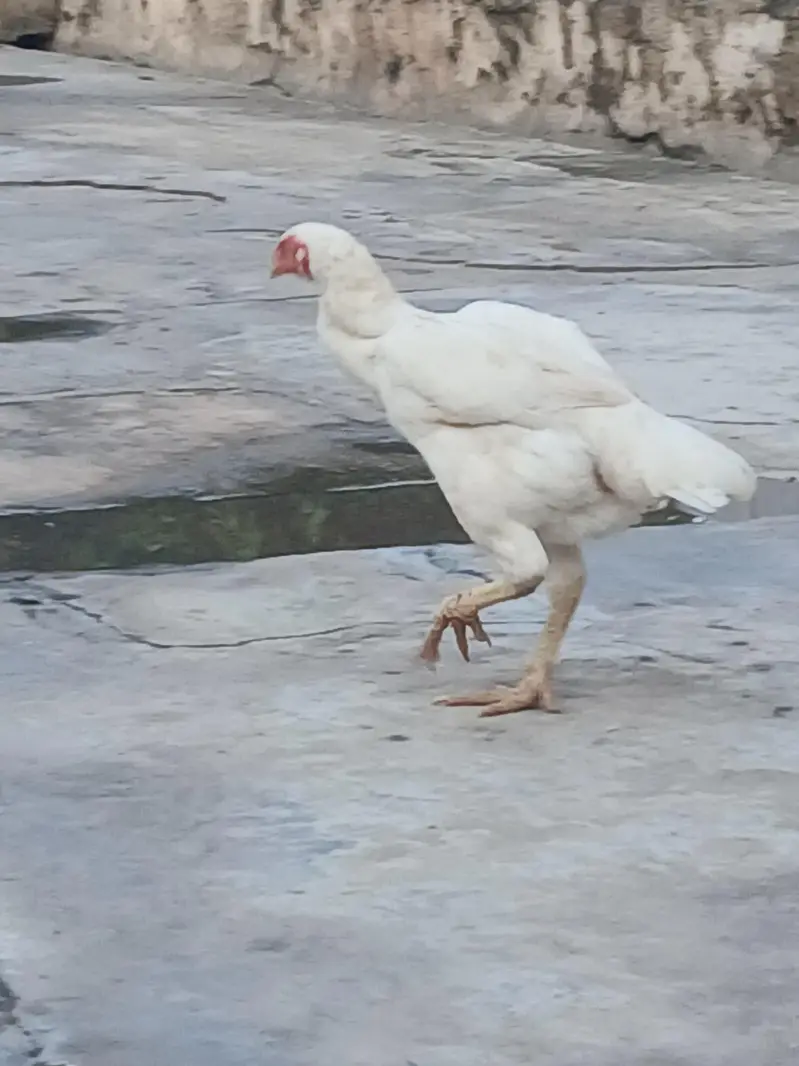 Aseel female for sale 5 pieces 03419129910 — photo 3