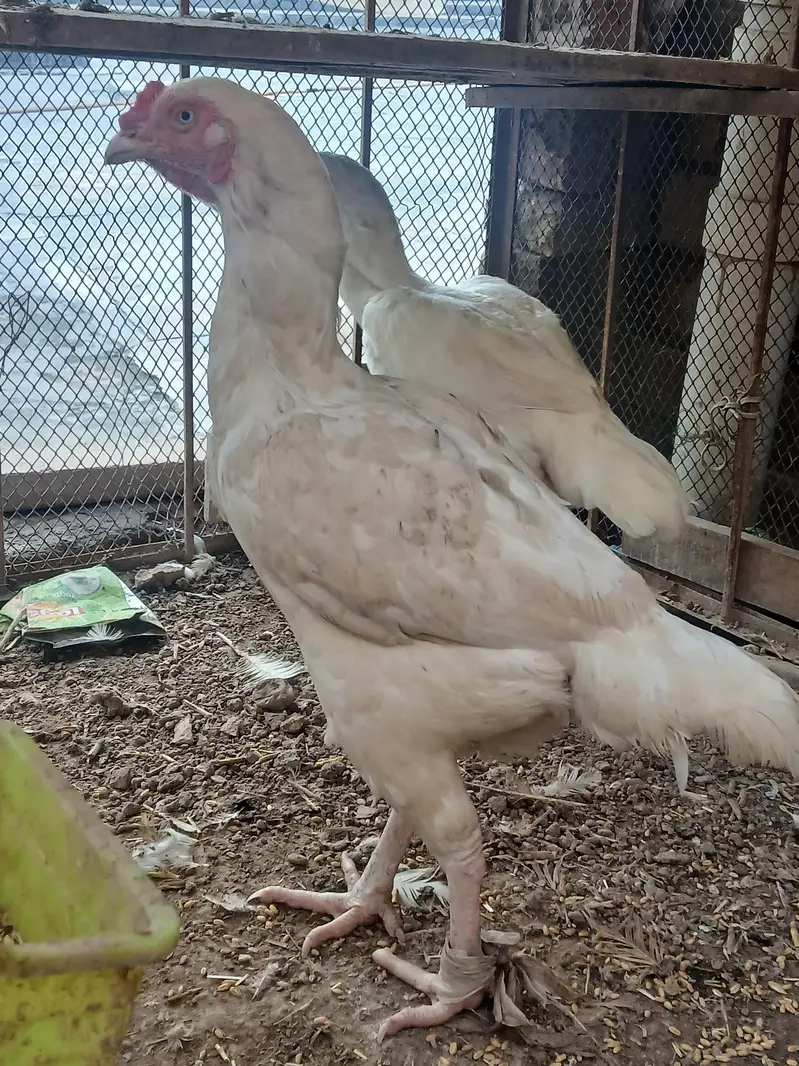 Aseel female for sale 5 pieces 03419129910 — photo 4